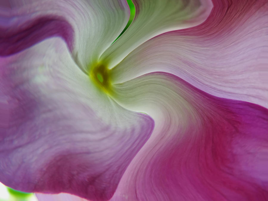 Floral Swirl Photograph by ShaddowCat Arts - Sherry