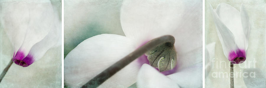 Flower Photograph - Floral Whites by Priska Wettstein
