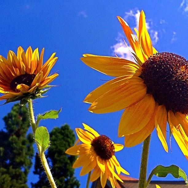 Sunflowers Photograph - #floralfix #flowerart #flowerhub by Cici Corley-Washington