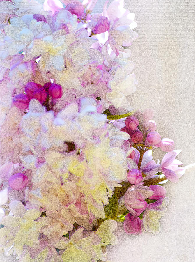 Florals Photograph by Camille Lopez