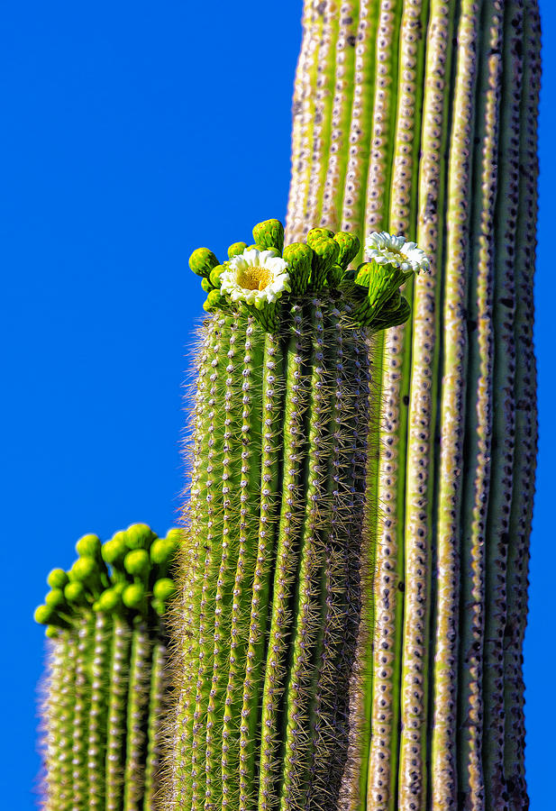 Flores del Saguaro Photograph by Fred J Lord