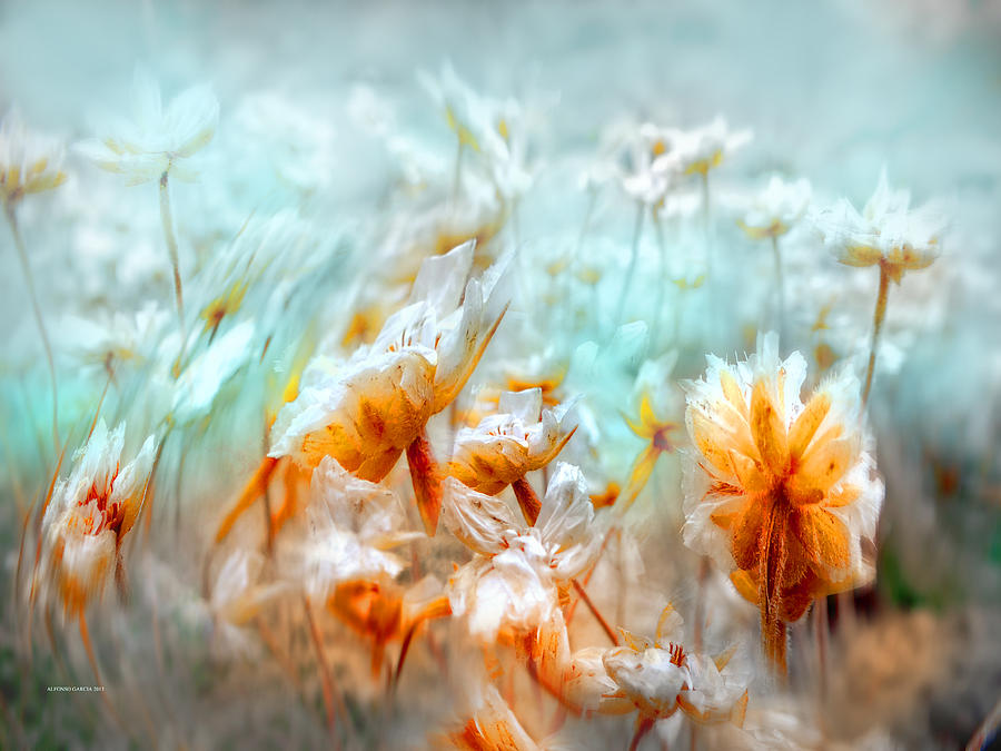 Flores Secas Photograph by Alfonso Garcia