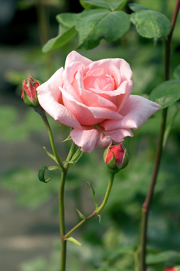 Floribunda Rose (rosa 'davidoff') Photograph by Brian Gadsby/science ...