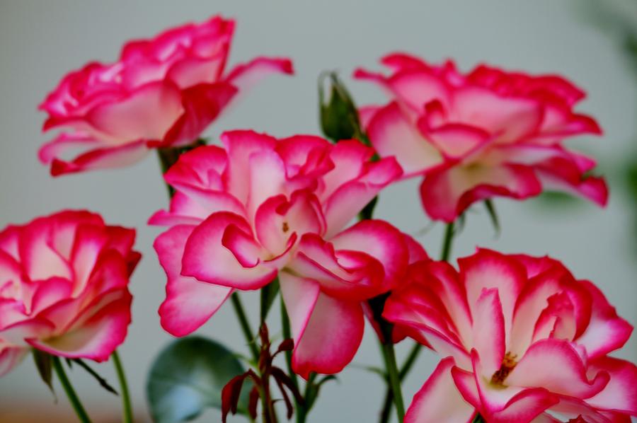 Rose Photograph - Floribunda Spray by William Rockwell