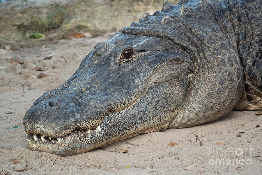 Florida Alligator Photograph By Denise Thompson Fine Art America