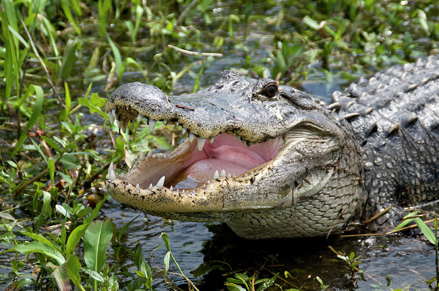 Florida Alligator Photograph by Geraldine Alexander