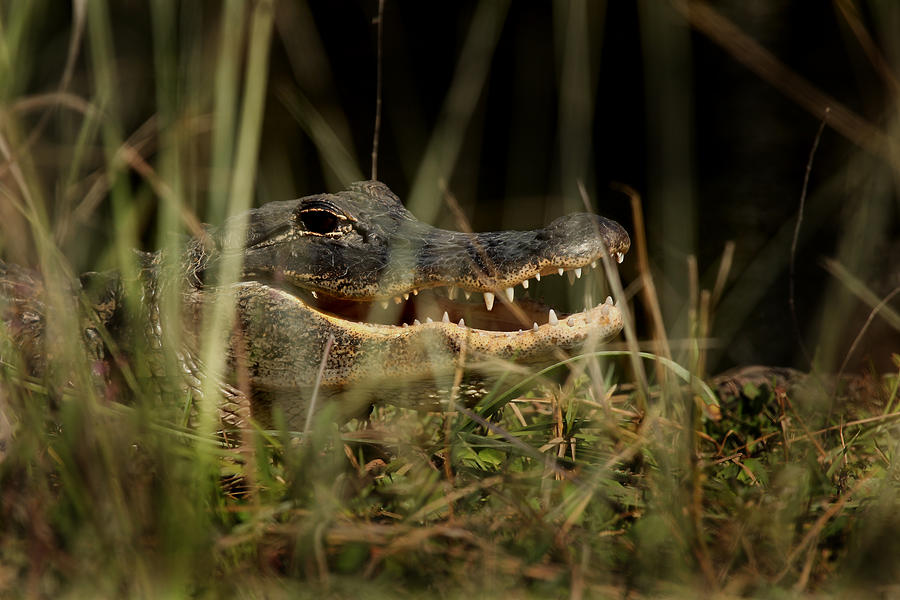 Florida Alligator  Photograph by Joseph G Holland