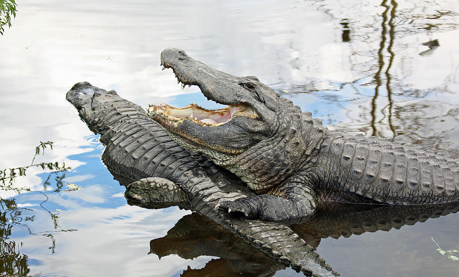 Florida Alligators Photograph by Jean Clark