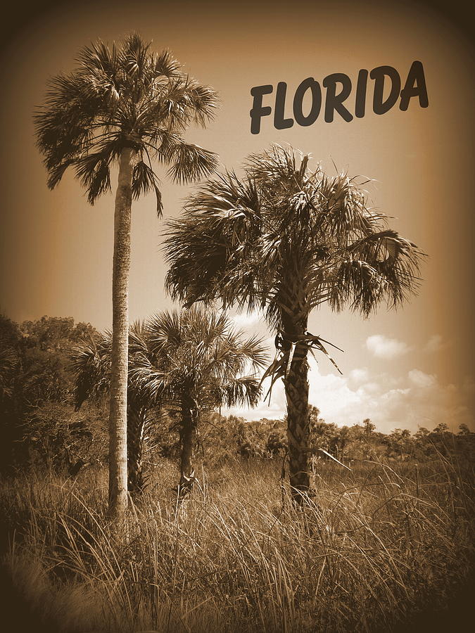 Florida and Palms Photograph by Sheri McLeroy