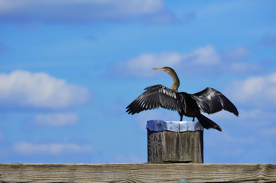 Florida Anhinga Photograph by DigiArt Diaries by Vicky B Fuller