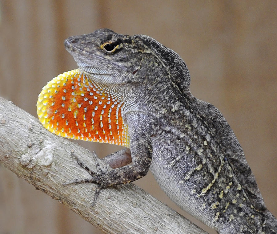 Florida Anole with Orange Dewlap Photograph by Rebecca Brittain