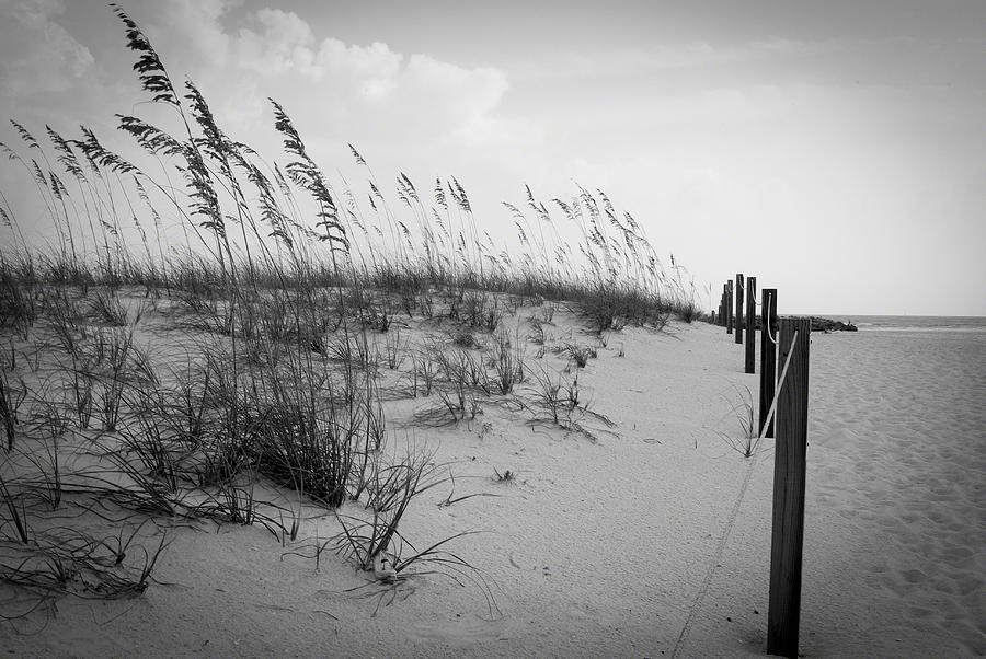 Florida Beach Dunes Photograph by Ray Devlin
