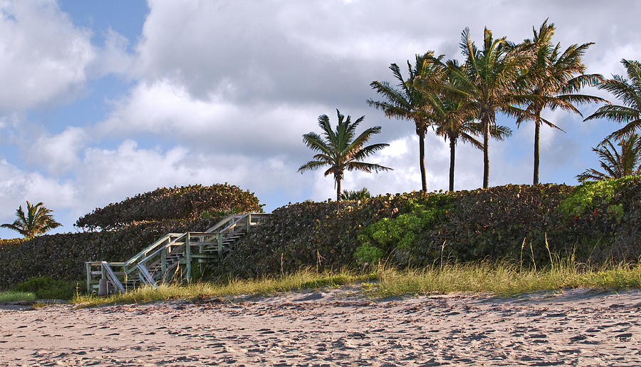 Beach Photograph - Florida Beach with Palms by Alida Thorpe