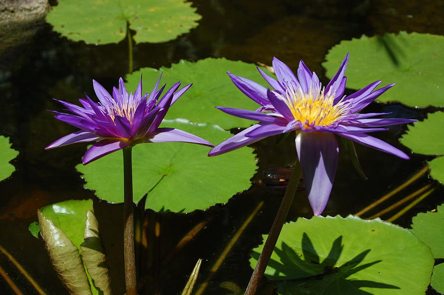 Florida Beauty Photograph by Sabrina Coggin | Fine Art America