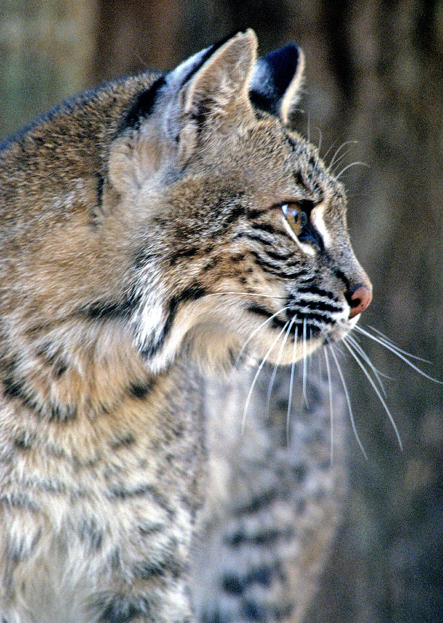 Florida Bobcat Photograph by Larry Allan - Fine Art America