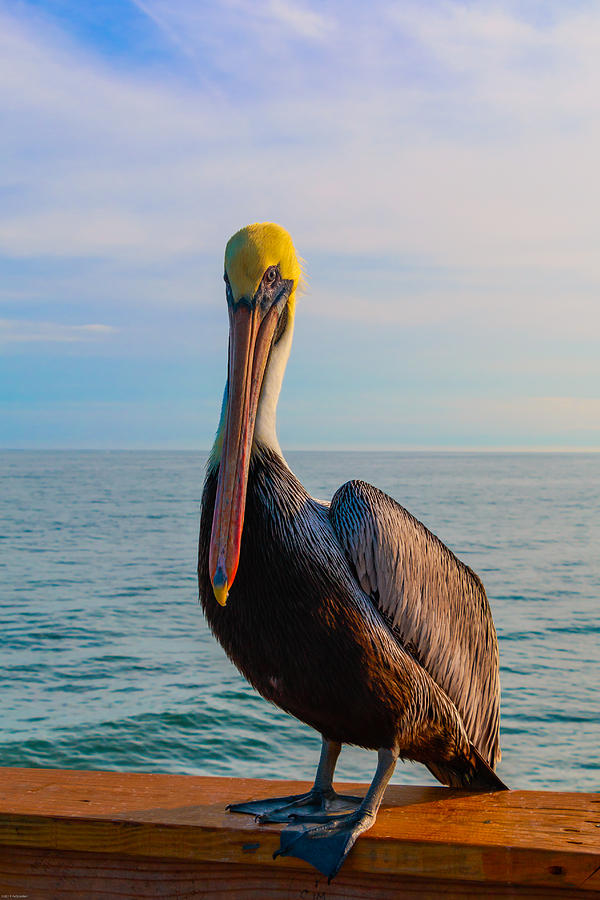 Florida Brown Pelican 1 Photograph by Kathleen Scanlan