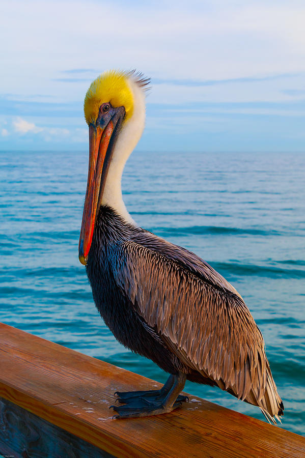 Florida Brown Pelican 2 Photograph by Kathleen Scanlan