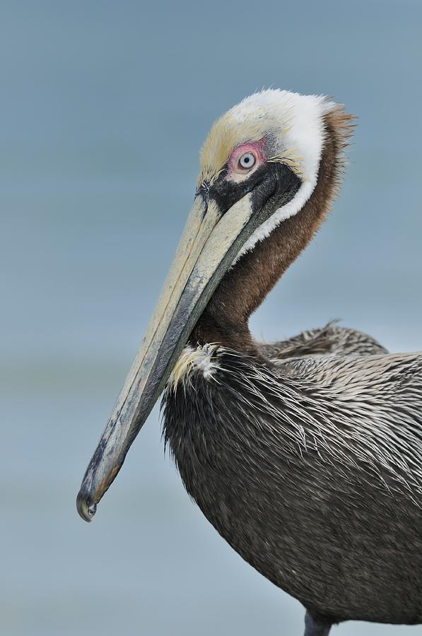Florida Brown Pelican Photograph by Bradford Martin