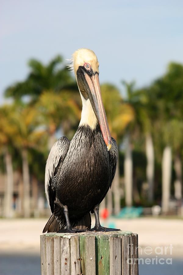 Florida Brown Pelican Photograph by Carol Groenen