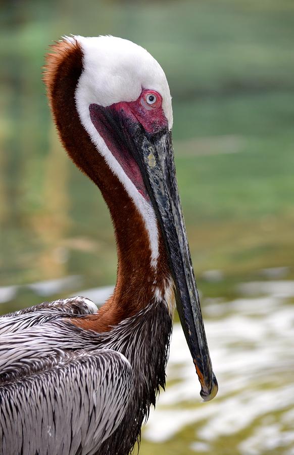 Florida Brown Pelican Photograph by Richard Bryce and Family