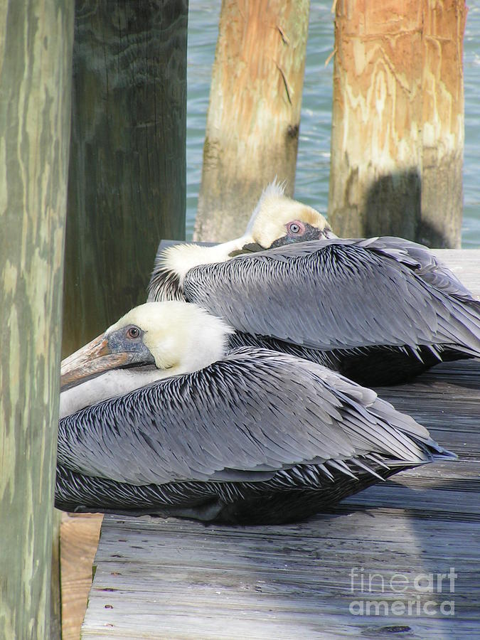 Florida Brown Pelicans Photograph by Tracy L Teeter 
