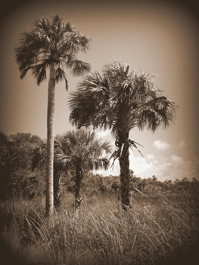 Florida Cabbage Palms LSR 2 Photograph by Sheri McLeroy