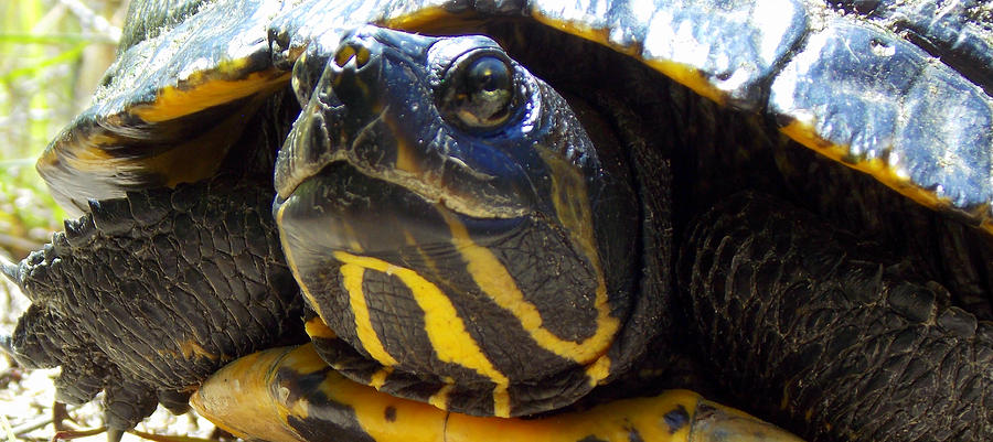 Florida Cooter Photograph by Sheri McLeroy - Fine Art America