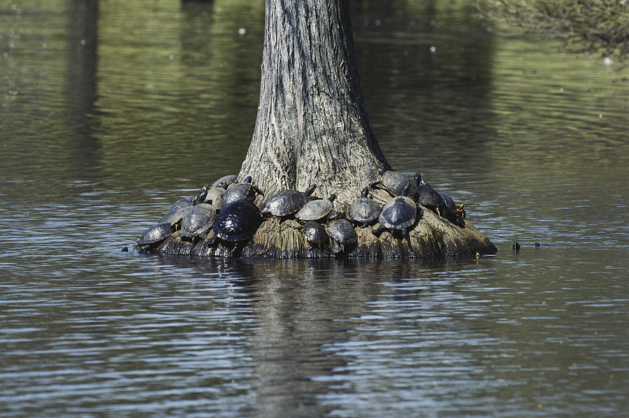 Florida Cooters Photograph by Jeffrey Lepore