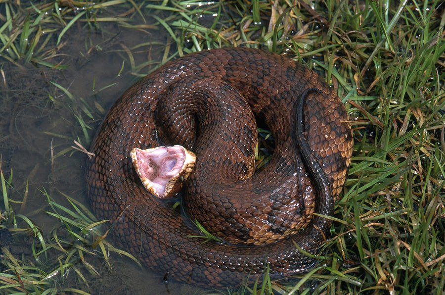 Florida Cottonmouth Photograph By Karl H. Switak - Pixels