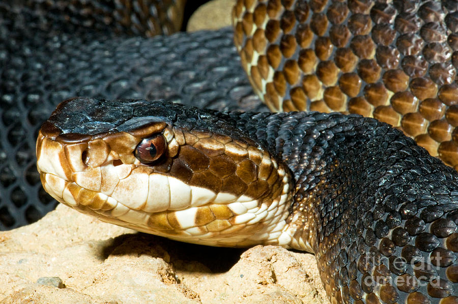 Nature Photograph - Florida Cottonmouth Snake by Millard H. Sharp