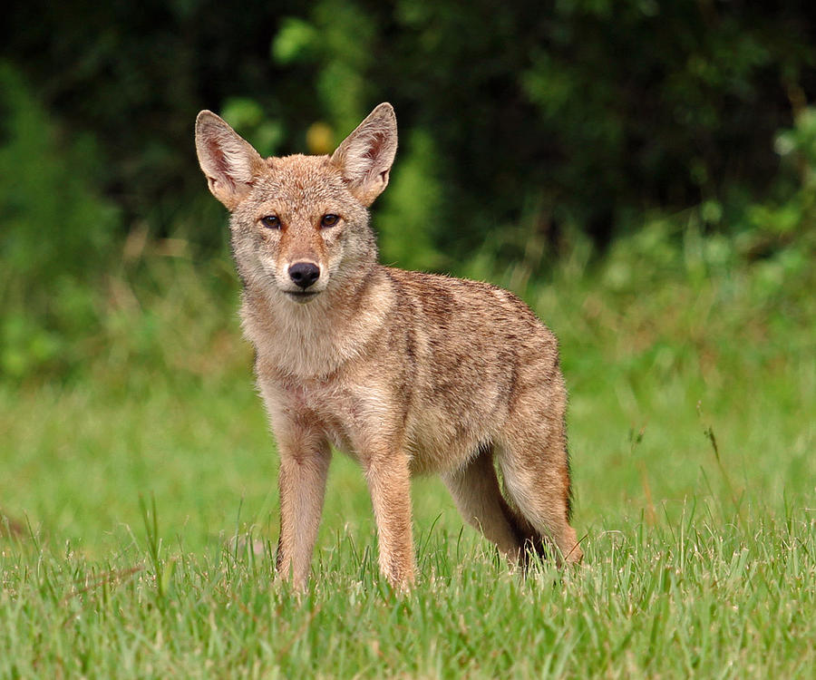 Florida Coyote Photograph by Wendy Luther - Fine Art America