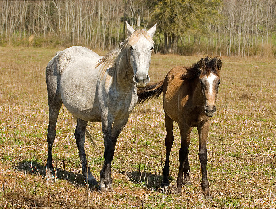 Florida Cracker Horses Photograph By Millard H Sharp Fine Art America   Florida Cracker Horses Millard H Sharp 