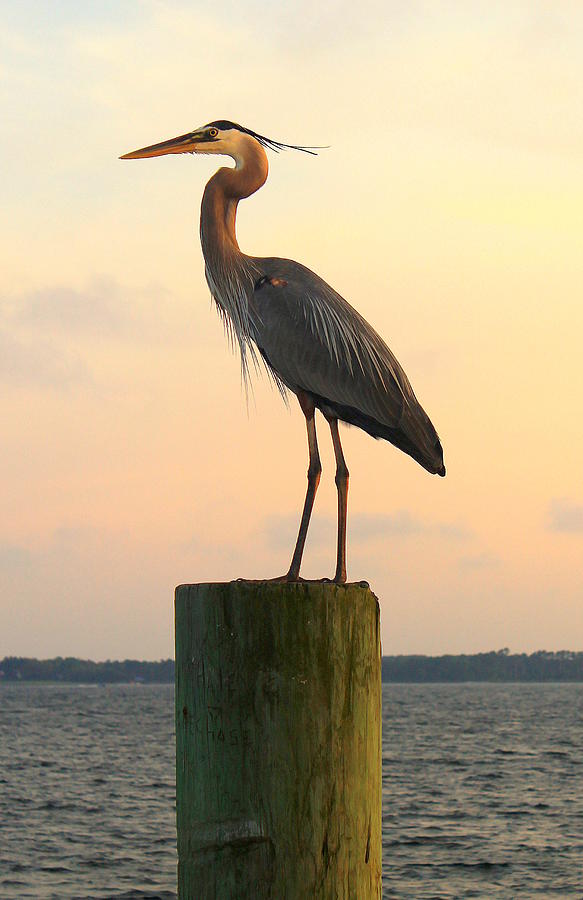 Crane Photograph - Florida Crane by Saya Studios