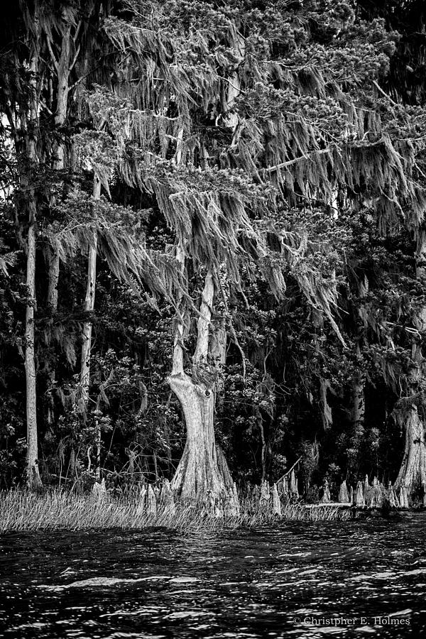 Florida Cypress - BW Photograph by Christopher Holmes