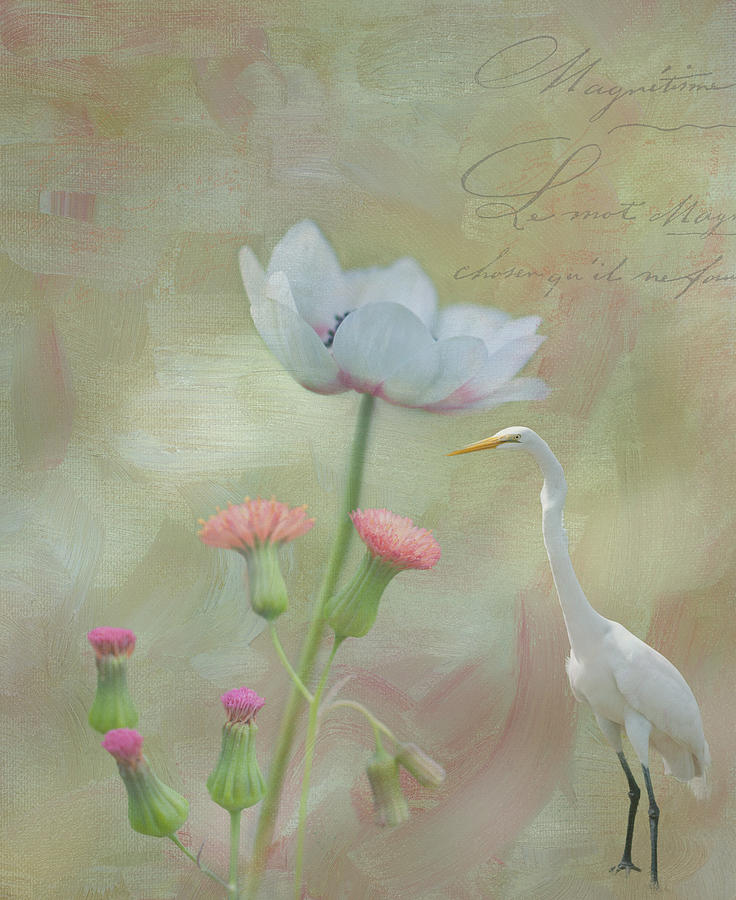 Bird Photograph - Florida dreaming by Carolyn DAlessandro
