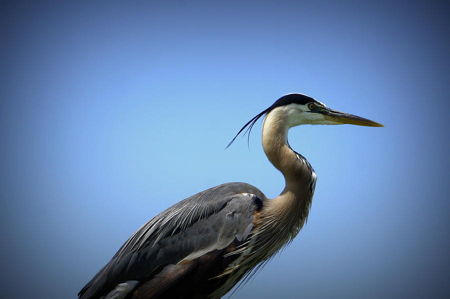Florida Heron Photograph by Laurie Perry