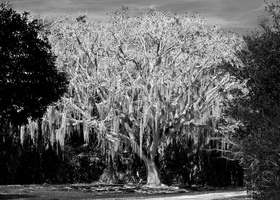 Florida Elm - Winter Photograph by Roger Leege