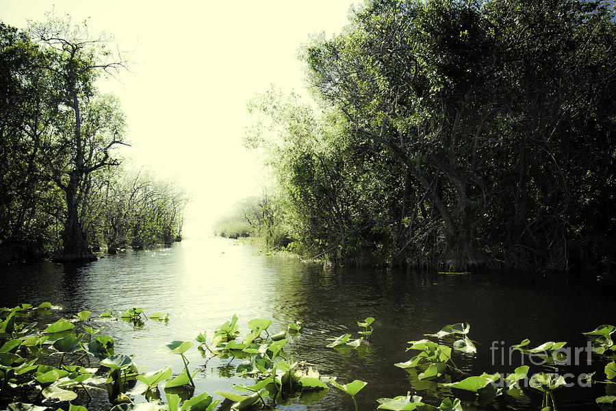 Everglades National Park Photograph - Florida Everglades 7 by Madeline Ellis
