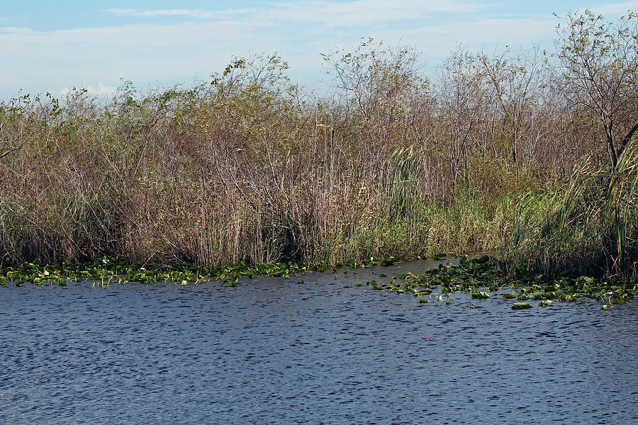 Florida Everglades Photograph by Audrey Robillard