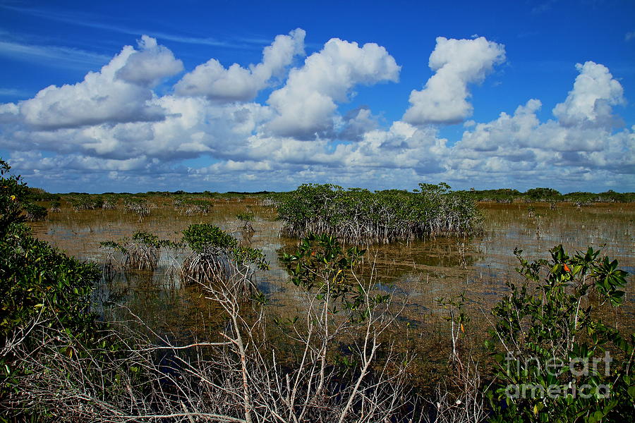 Florida Everglades Photograph