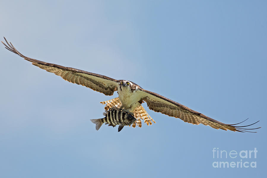 Florida Everglades Osprey Shows Off Catch of the Day Photograph by Natural Focal Point Photography