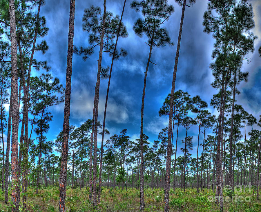 Tree Photograph - Florida Everglades by Twenty Two North Photography