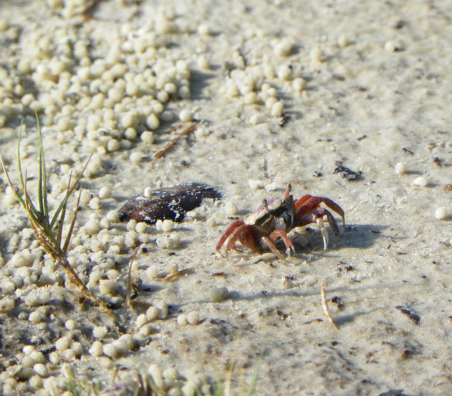 Florida Fiddler Crab Photograph by Patty Weeks - Pixels