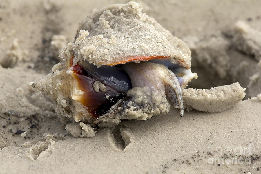 Nature Photograph - Florida Fighting Conch by Meg Rousher
