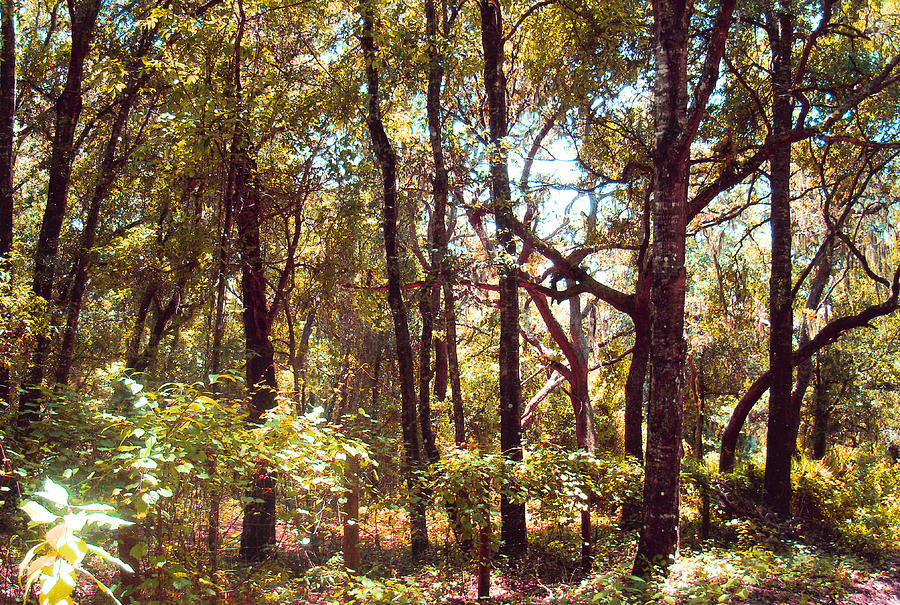 Florida Forrest Photograph by Ginny Schmidt