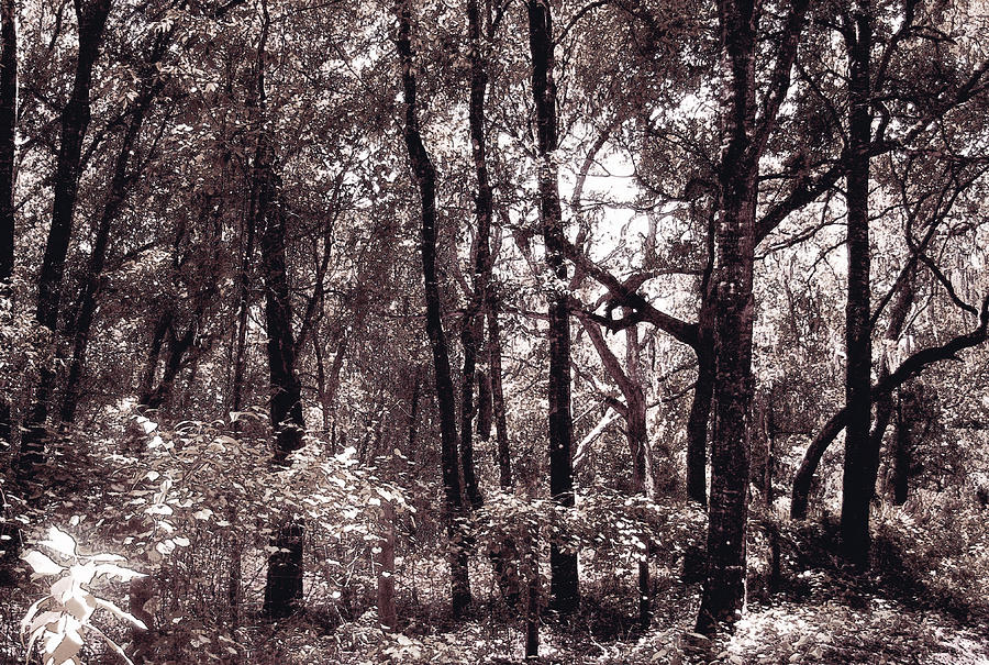 Florida Forrest in Monotone Photograph by Ginny Schmidt