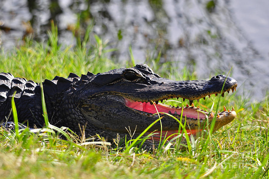 Gator Grin #1 Photograph by Al Powell Photography USA