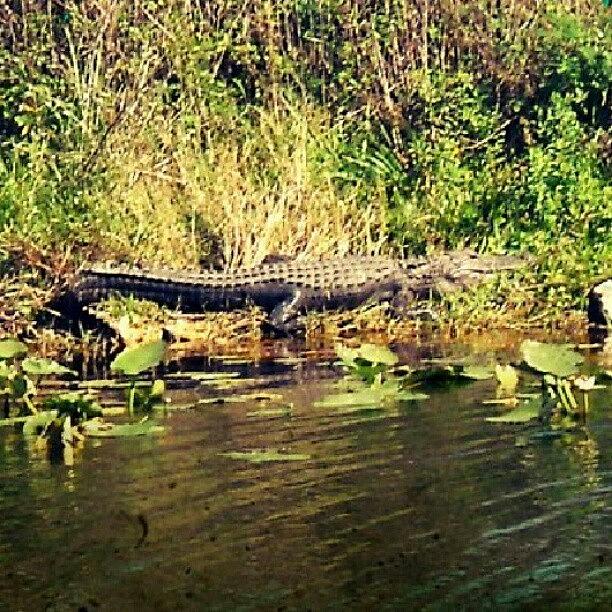 Reptile Photograph - #florida #gator #holeyland #teeth by Joshua Wysocki