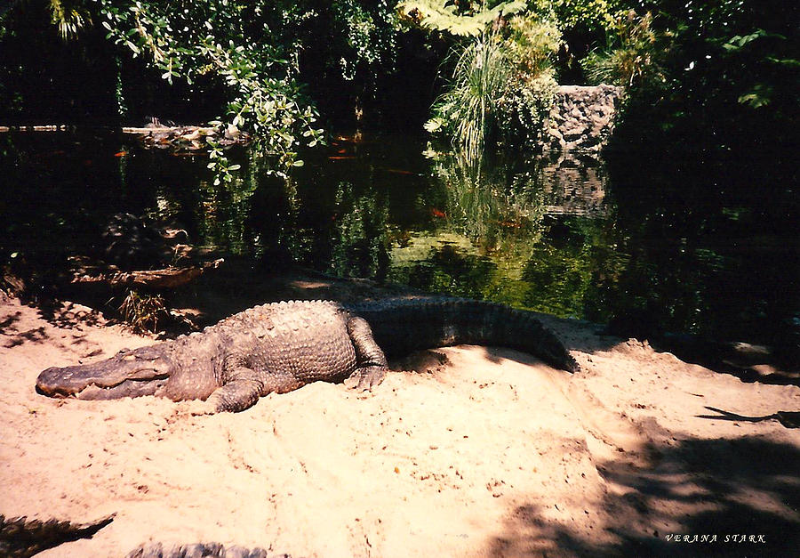 Florida Gator Photograph by Verana Stark