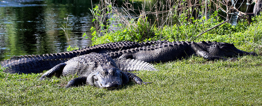 Florida Gators Photograph by Farol Tomson